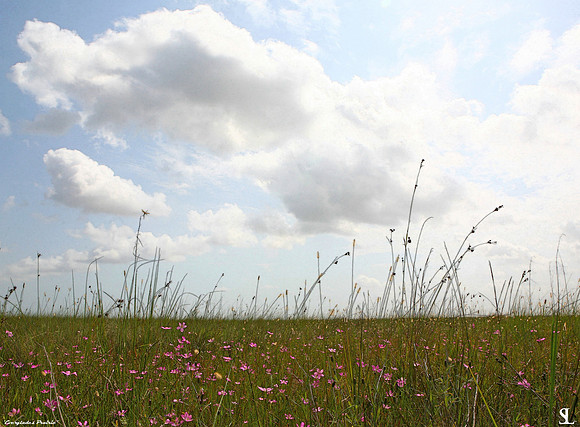 Everglades Prairie