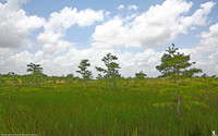 "Dwarf Cypress Prairie"