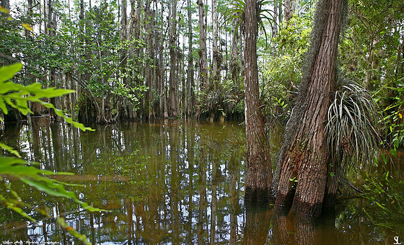 "Gator Hole" In Cypress Hammock