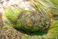 Grass wrapped in seaweed.