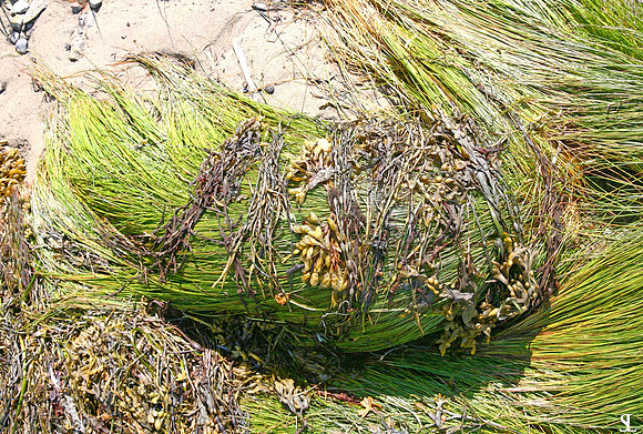 Grass wrapped in seaweed.
