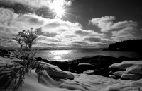 "Ice Shrub"
