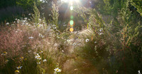 Summer Garden