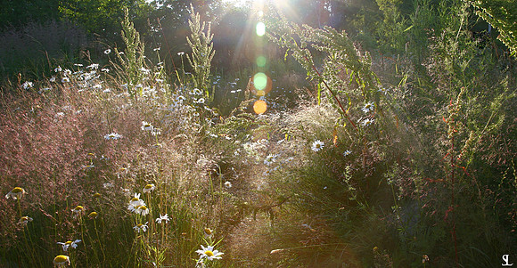 Summer Garden