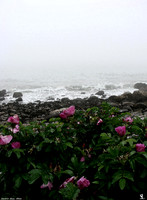 "Seashore Roses"