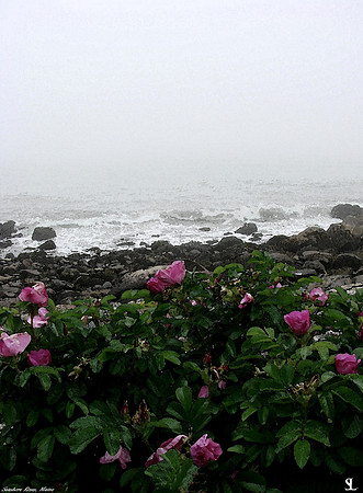 "Seashore Roses"