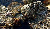 "Low Tide"