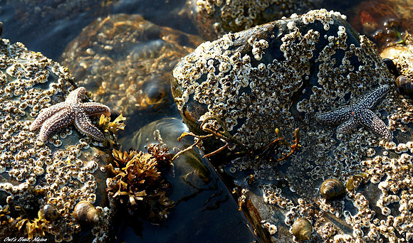 "Low Tide"