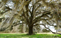 Maclay Gardens