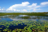 St. Marks Wildlife Refuge