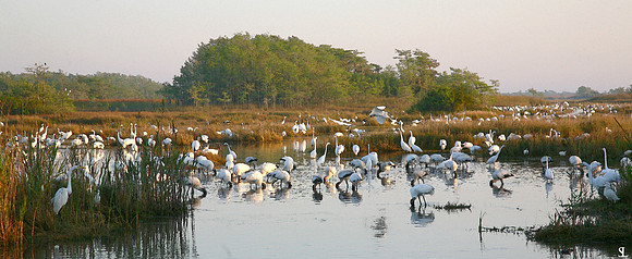 "Wood Storks Feeding"