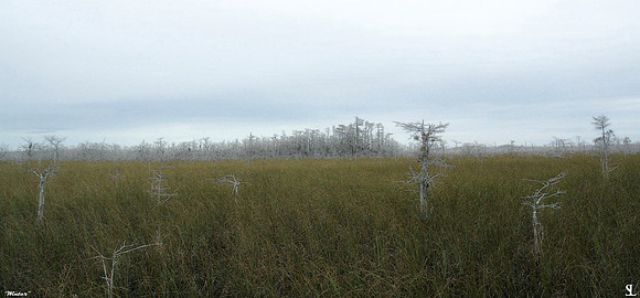 "Winter" #3 Florida Everglades