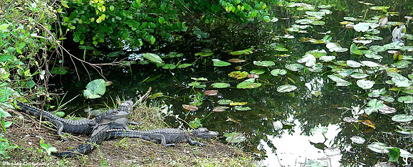 Baby Alligators