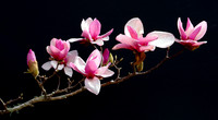 Japanese Magnolia