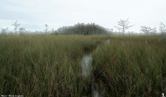 "Winter"  #1 Florida Everglades