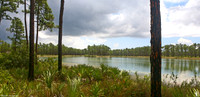 Long Pine Key, Florida Everglades (water color print)