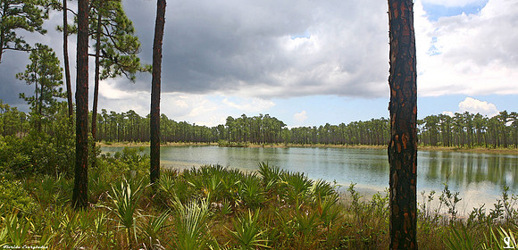 Long Pine Key, Florida Everglades (water color print)