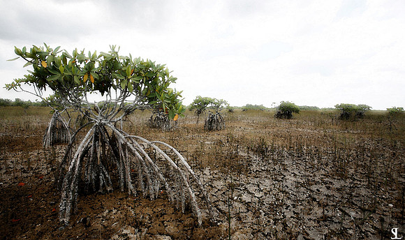 "The Dry Season"