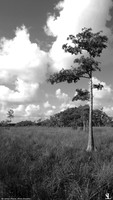 Big Cypress Preserve