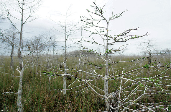 "Winter" #2 Florida Everglades