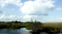 "River of Grass" #2