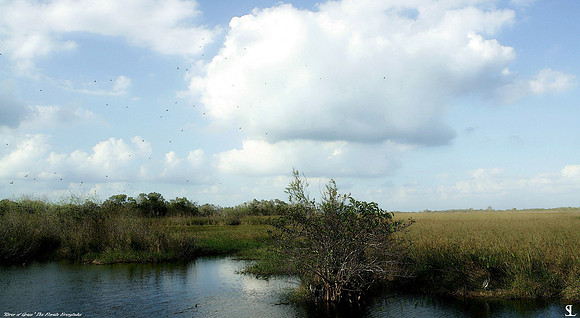 "River of Grass" #2