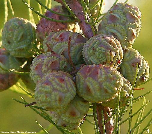 Cypress Cones