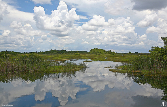 "River of Grass" #3