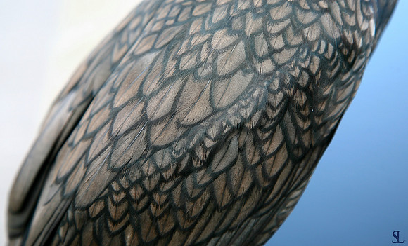 Anhinga Feather Pattern