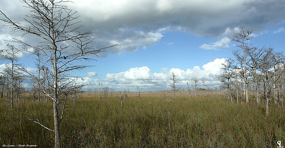 Gator Hook Trail, Big Cypress