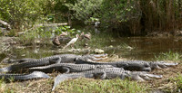 "The Florida Everglades"