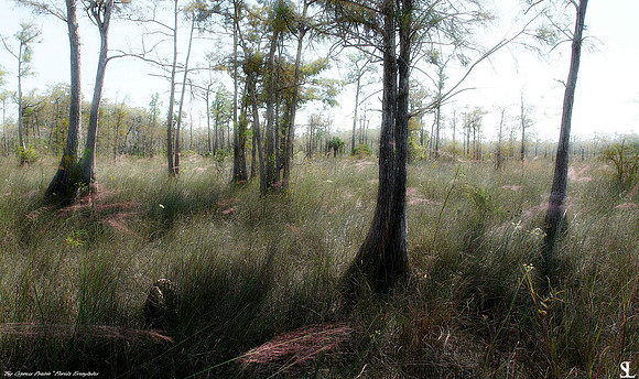 "Big Cypress Prairie"