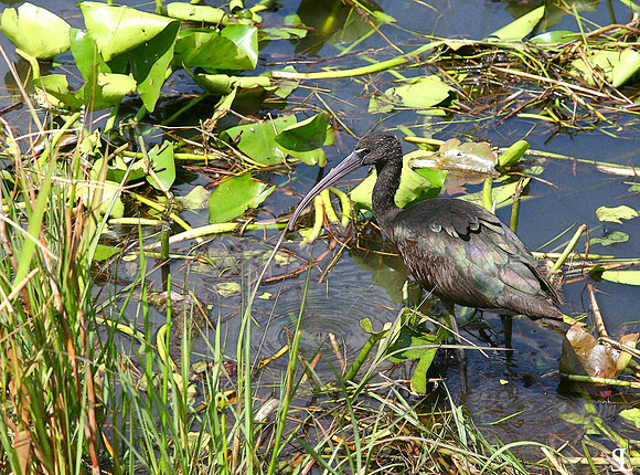 "Black Ibis"