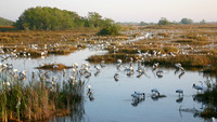 "The Florida Everglades"