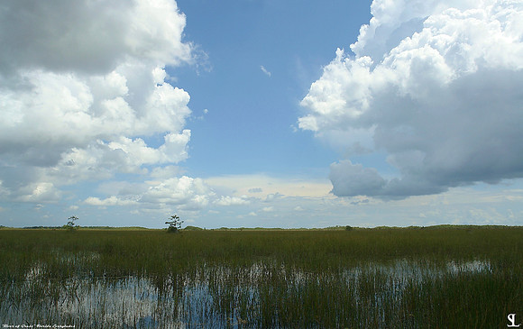 "River of Grass" #1