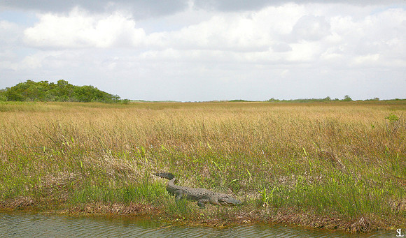 "Everglades Prairie"